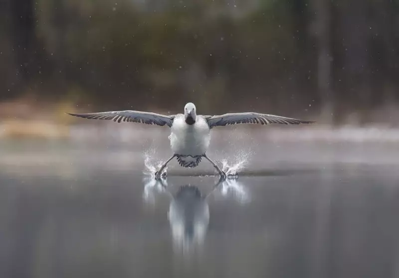 Nature's Stand-Up Stars: Comedy Wildlife Awards 2025 Deliver Unforgettable Moments of Animal Hilarity