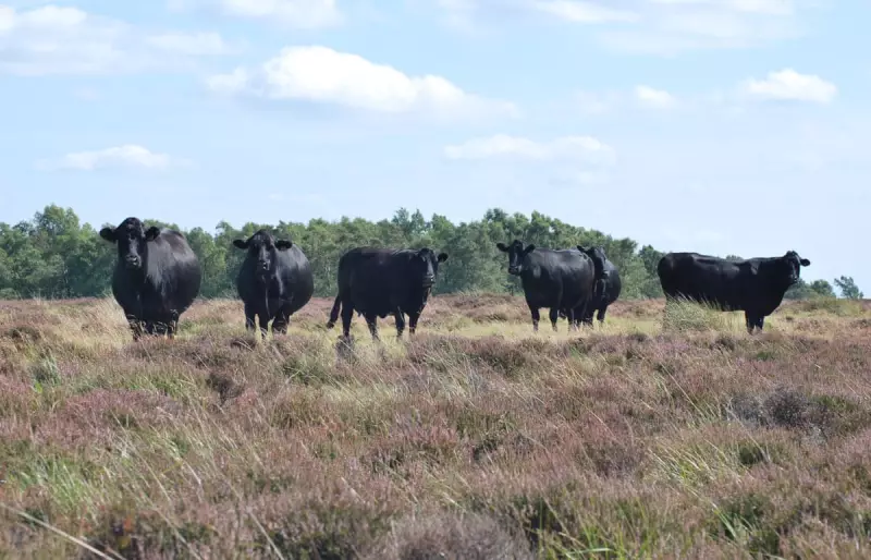 Nature's Unsung Heroes: The Hardy Cattle Quietly Reshaping Britain's Moorlands