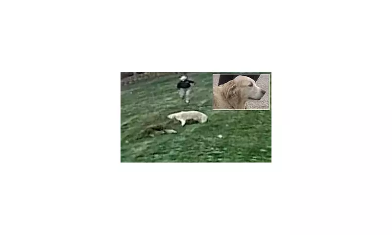 New Jersey Coyote Horror: Housekeeper and Pet Dog Viciously Attacked in Broad Daylight