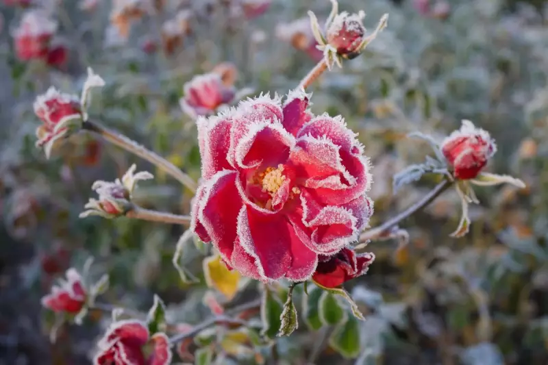 New Zealand's Tūī Bird Stuns Scientists With South American Journey