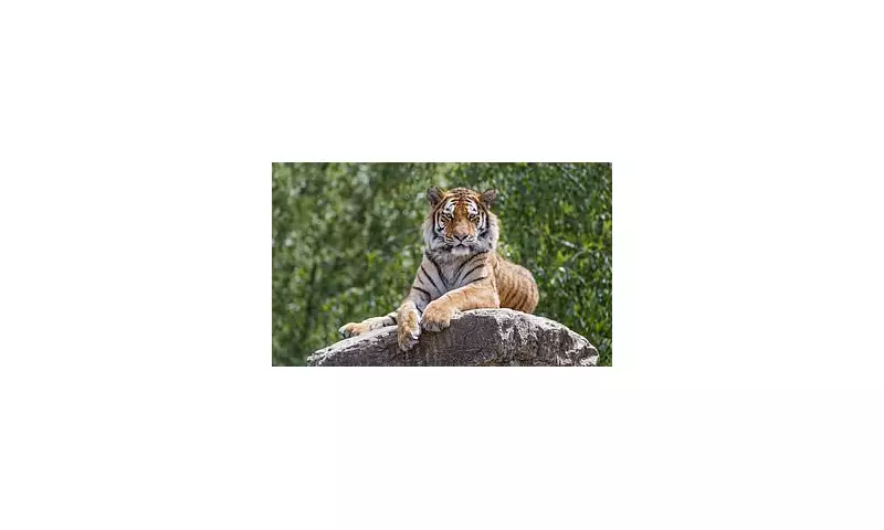 North Koreans Forced to Eat Tigers and Badgers as Famine Grips Hermit Kingdom, Shocking Study Reveals