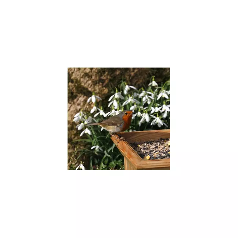 October Gardening Gold: 10 Stunning Plants to Transform Your Autumn Garden