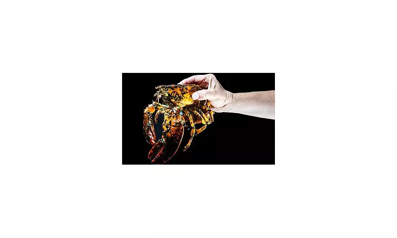 One-in-30-Million Marvel: Rare Ghost Lobster Hauls Ashore on Massachusetts Coast