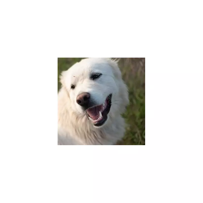 Paws for Thought: How This Animal Shelter's Clever 'Double Dating' Scheme Is Saving Lives