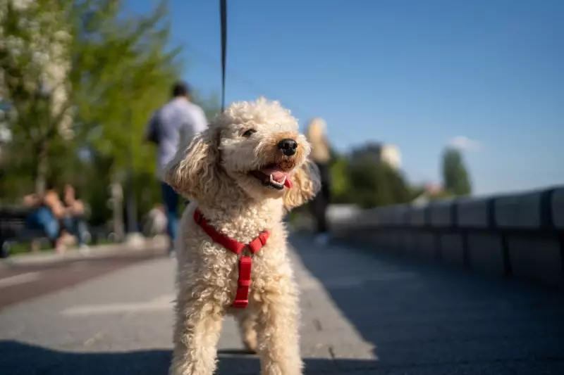 Pawsitive Ageing: How Owning a Dog Keeps Women Healthier and Younger, Reveals Study