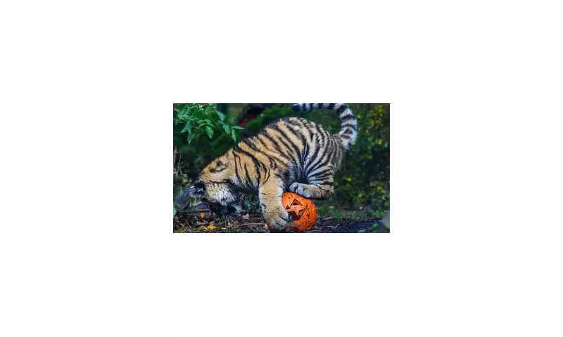Pawsitively Spooktacular: Tiger's Hilarious Pumpkin Playtime Captured in Enchanting Halloween Footage
