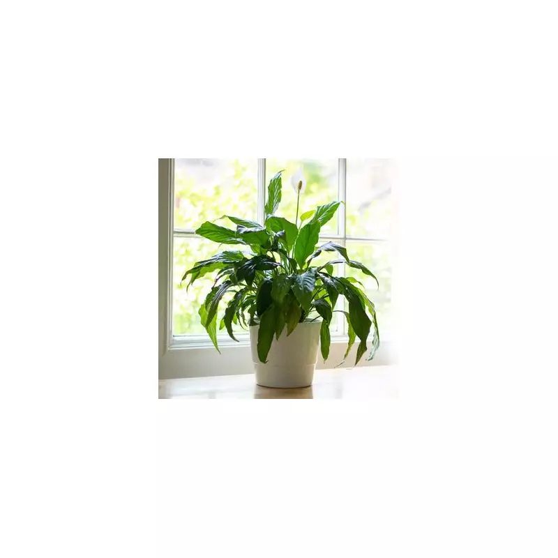 Peace Lily Care Secrets: The Ultimate Guide to Lush, Flowering Houseplants