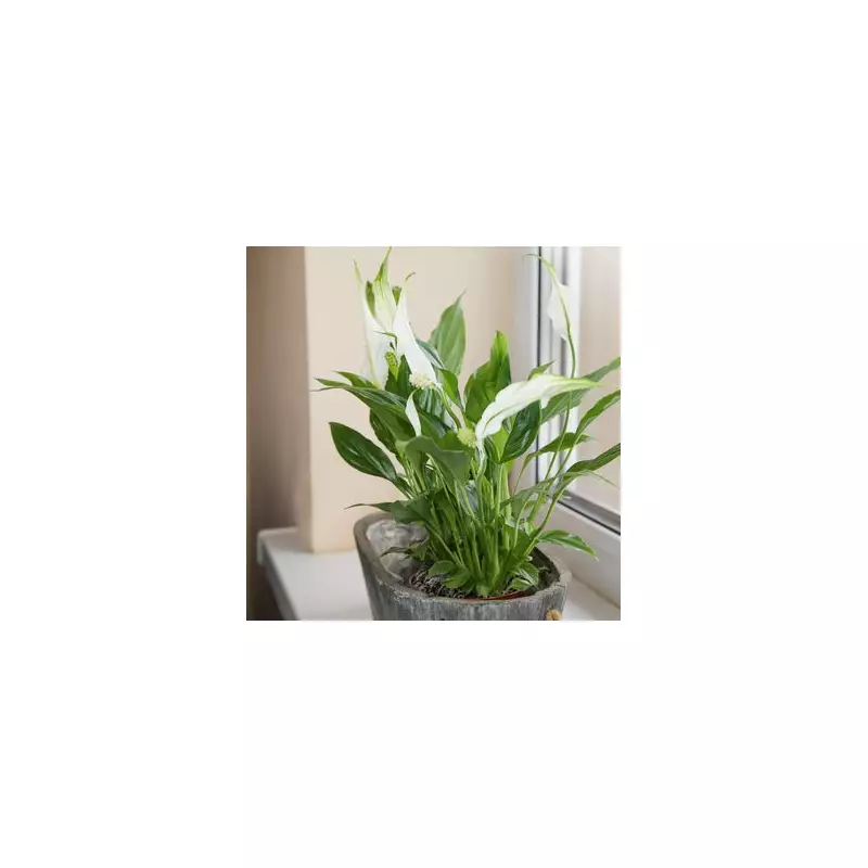 Peace Lily Leaves Turning Yellow? Expert Reveals 7 Simple Fixes for Lush Green Foliage