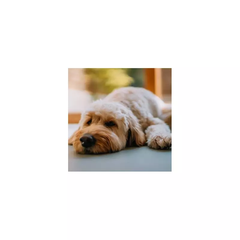 Pet Insurance Revolution: Millions of Dogs and Cats to Receive Vital Cover in Major Policy Shift