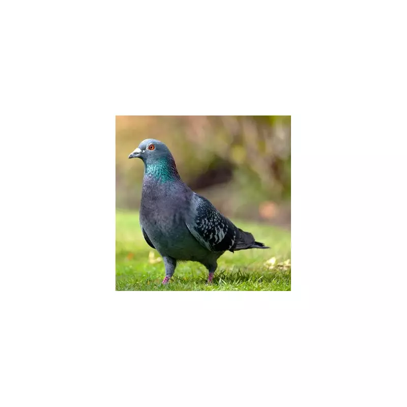 Pigeon-Proof Your Garden: The One Flower These Feathered Pests Absolutely Despise