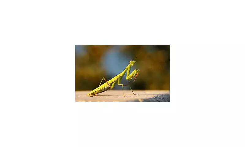 Praying Mantis Invasion in Cornwall: Tropical Insects Hitchhike in Tourist Luggage