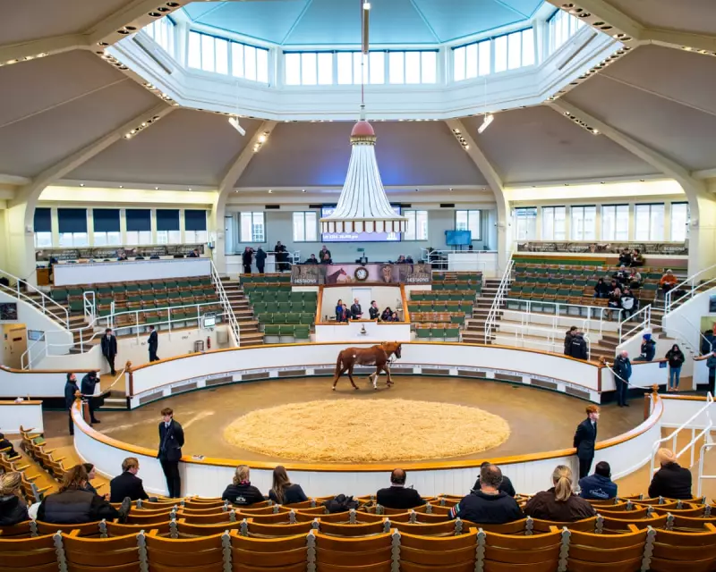 Racing Royalty Splashes Millions at Tattersalls Newmarket Auction as Top Bloodstock Sells Big