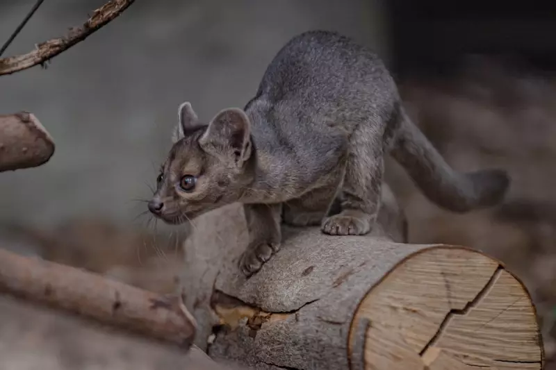 Rare Fossa Triplet Boom at Chester Zoo Brings Hope for Endangered Species