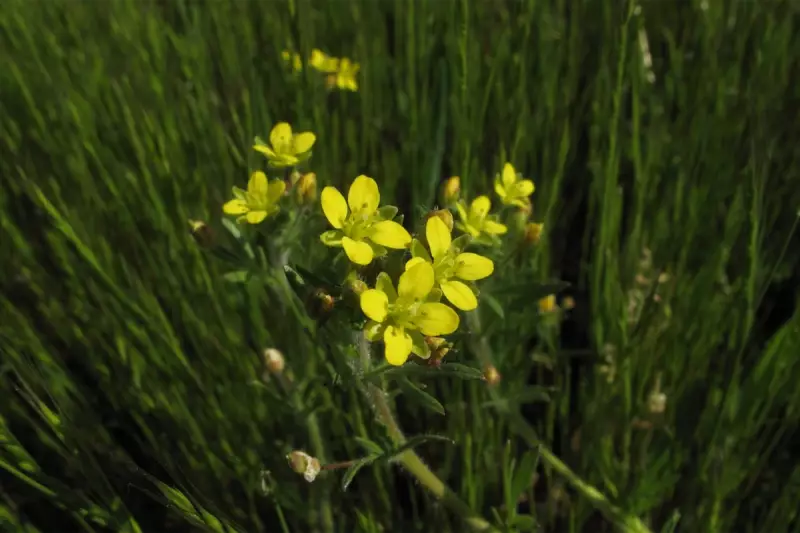 Rare 'Ghost Plant' Defies Extinction in California Park - Botanical Miracle Unfolds