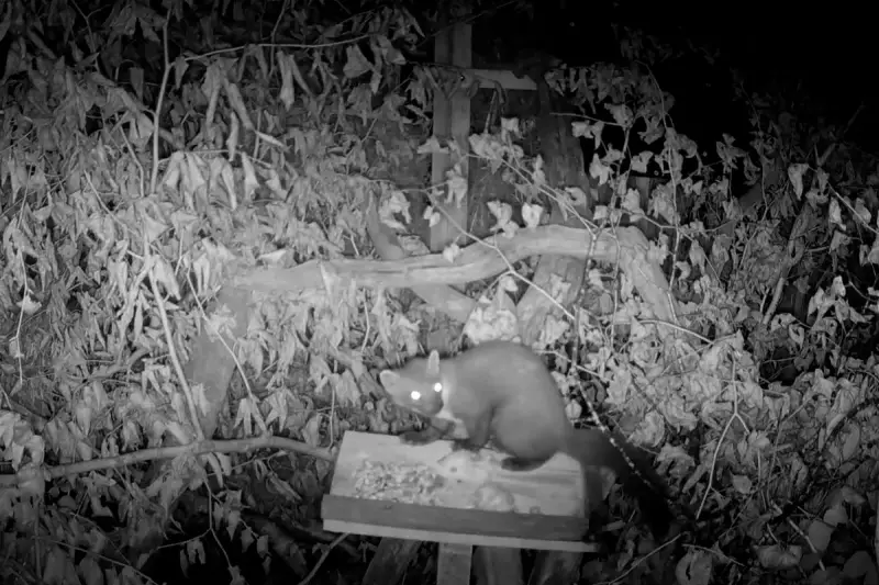 Rare Pine Martens Make Triumphant Return to Exmoor After Century-Long Absence