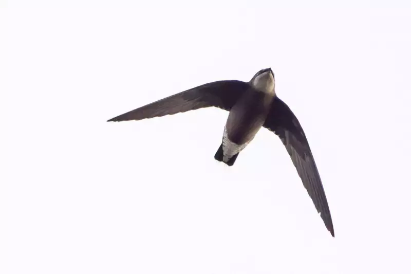 Rare White-throated Needletail Sparks Birdwatching Frenzy at Tophill Reserve