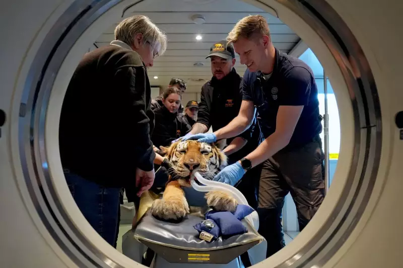Revolutionary CT Scans Reveal Secrets of Endangered Big Cats at Kent Zoo