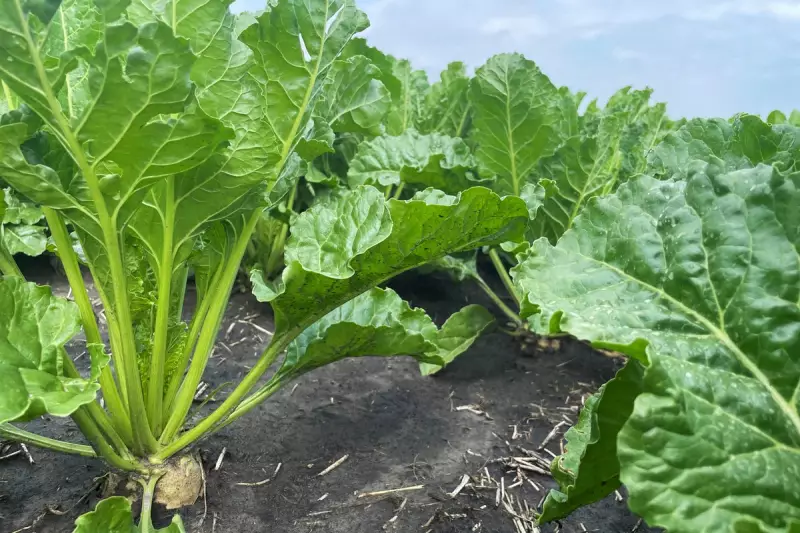 RFK Jr's Bizarre Sugar Beet Claim Sparks Health Debate | Independent Analysis