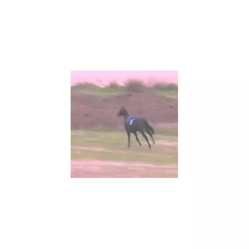 Runaway Racehorse Causes Chaos at Salisbury Before Dramatic Capture