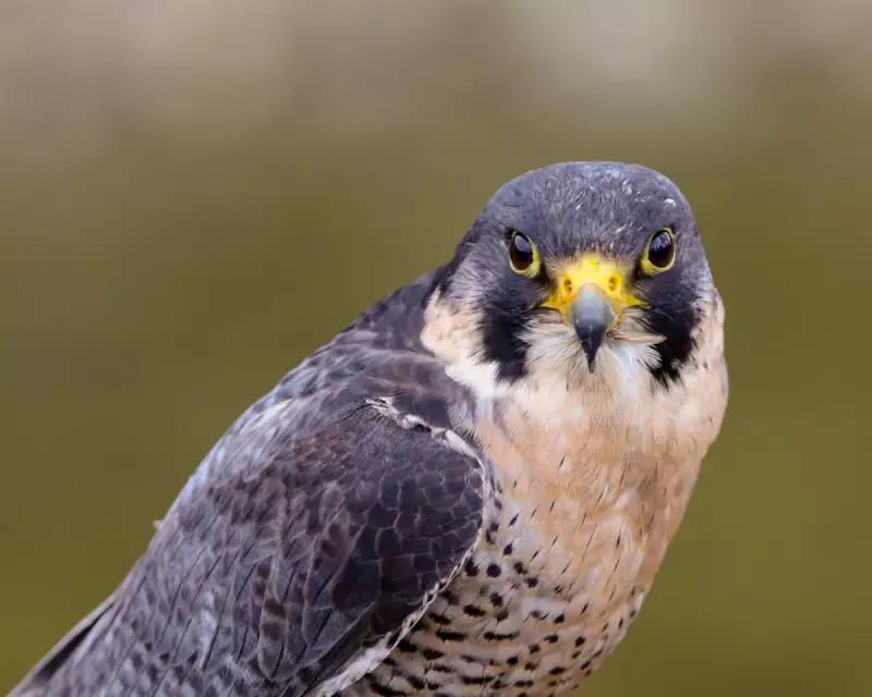 Rust and Raptors: Peregrine Falcons Find Sanctuary in Derbyshire's Industrial Ruins