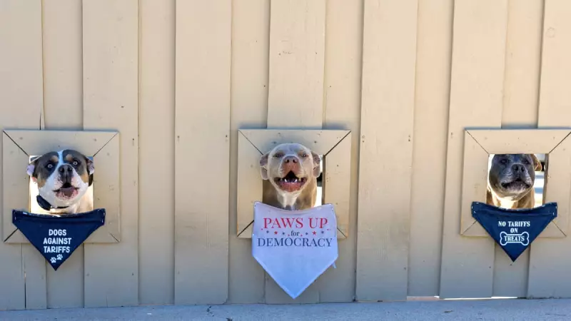 Sacred Bovines and Political Theatre: Sarkozy and Johnson's Curious Cow Encounter