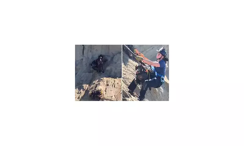 San Francisco Cliff Rescue: Dramatic Coast Guard Mission Saves Plunging Pup