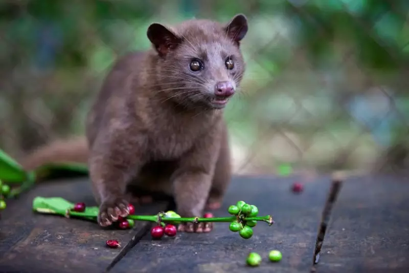Science Reveals Why Kopi Luwak Coffee's Aromatic Secret Lies in Civet Digestion