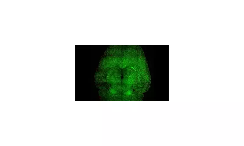 Scientific Breakthrough: Alzheimer's Symptoms REVERSED in Groundbreaking Mouse Study