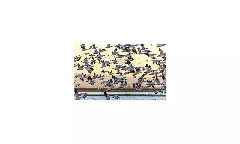 Silent Skies: The Ominous New Bird Behaviour That Has Scientists Deeply Concerned