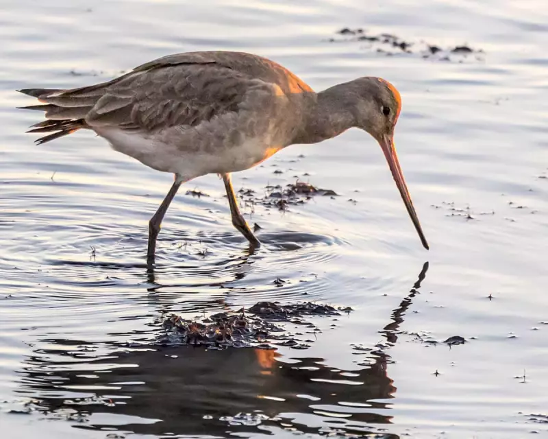 Silent Vigil: The Patient Wait for Norfolk's Elusive Black-Tailed Godwits