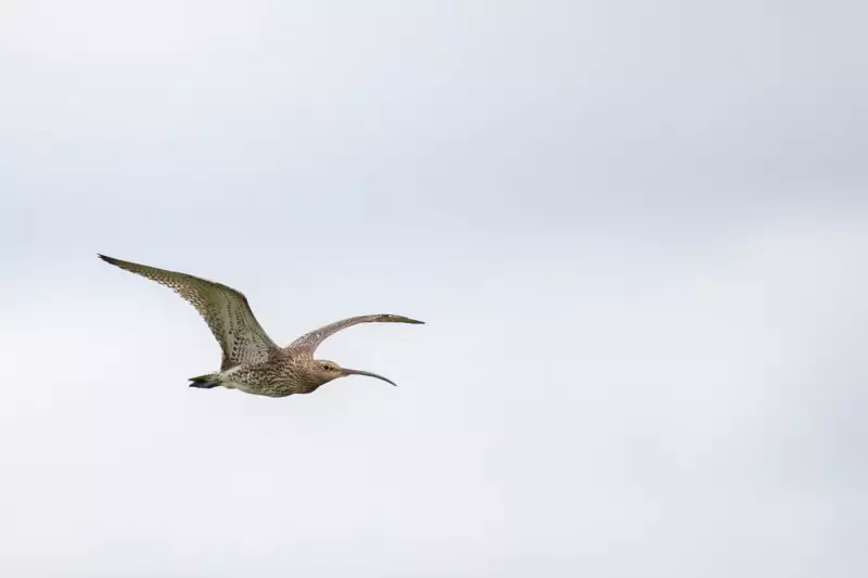 Slender-billed Curlew Declared Extinct: The Tragic Loss of Europe's Phantom Wader