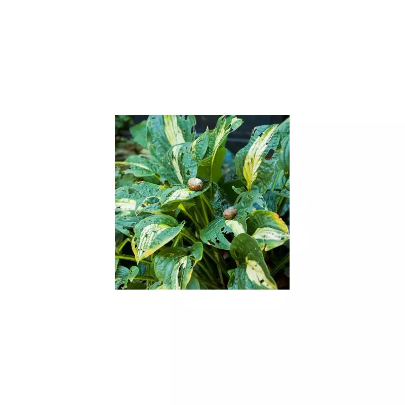 Slug Wars: The 7 Plants These Slimy Garden Pests Absolutely Despise