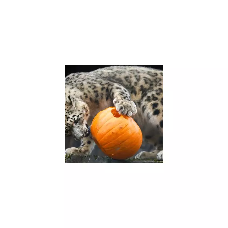 Snow Leopard's Pumpkin Pandemonium: Adorable Big Cat Goes Wild for Halloween Treat