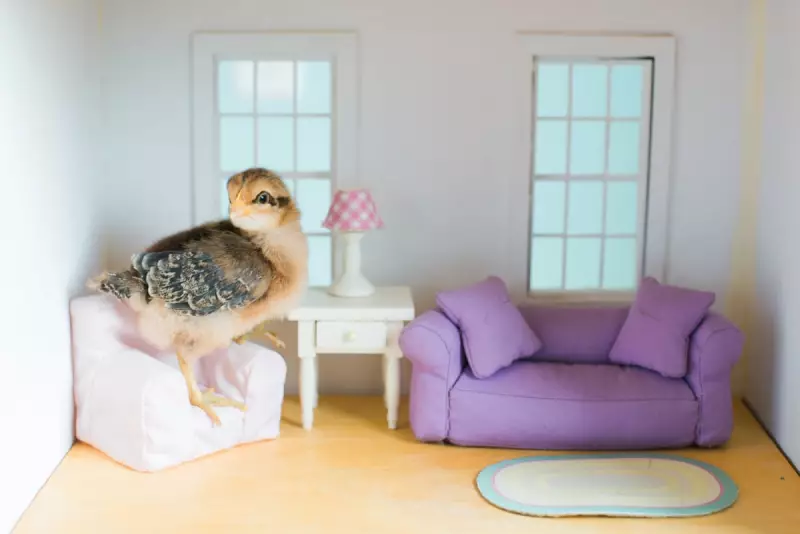 Sofa Switcheroo: Can You Claim a Refund When Retailers Downgrade Your Furniture?