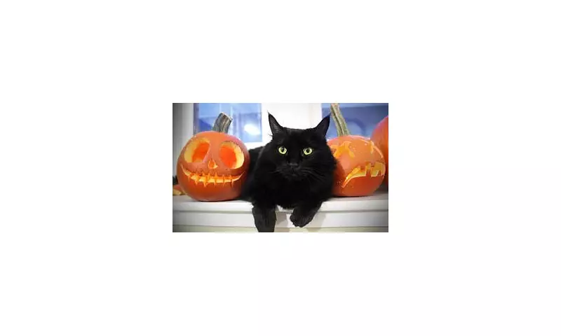 Spanish Council Bans Black Cat Adoptions Before Halloween Amid Welfare Fears