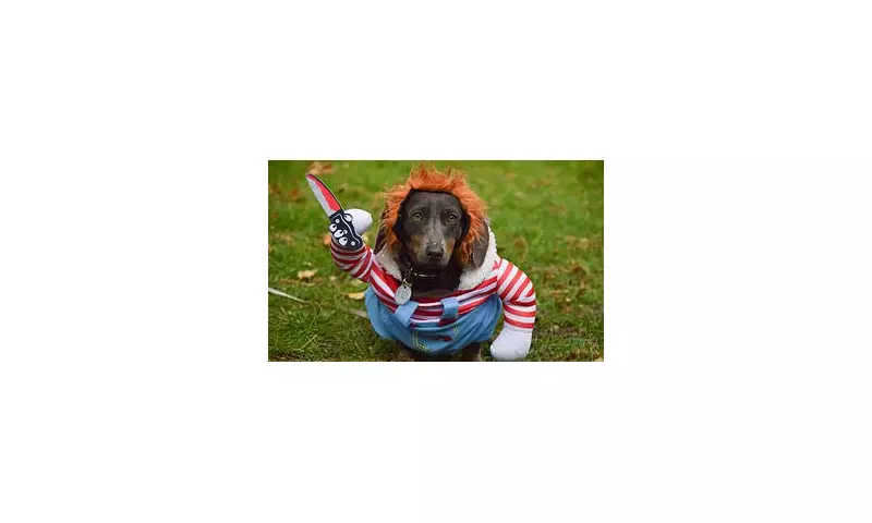 Spooktacular Dachshund Delight: London's Halloween Walk Draws Hundreds of Sausage Dogs in Costume