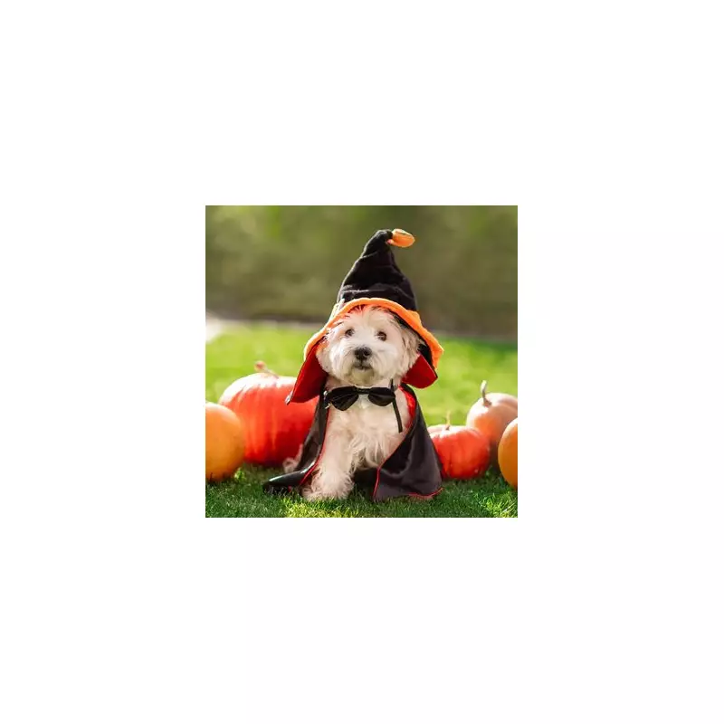 Spooktacular Savings! Get Your Dog Halloween-Ready with 2025's Best Costume Deals