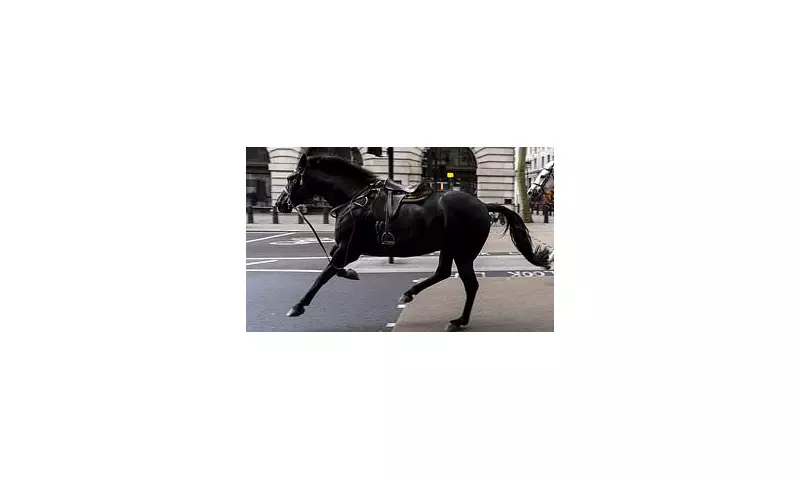 Stampede Through the City: Runaway Military Horses Cause Chaos in Central London