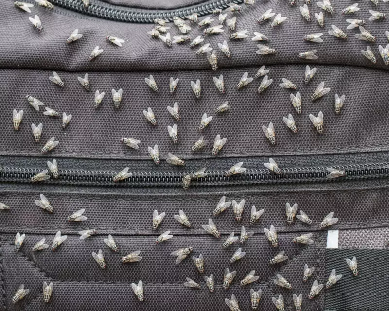 Sydney's Fly Plague: Why the City is Buzzing with Unprecedented Insect Numbers