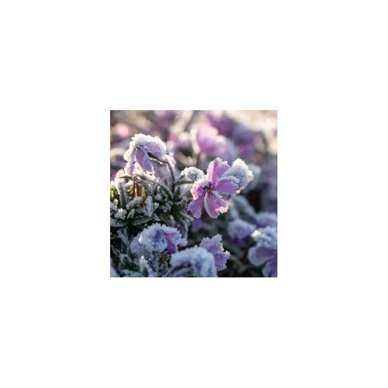 The £1.50 Garden Miracle: How a Simple Household Item Can Save Your Plants From Frost