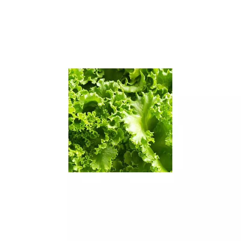 The Chef's Secret: How to Keep Lettuce Crisp for a Month With This Simple Storage Trick