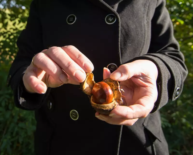 The Conker Unboxing Craze: Britain's Most Baffling Viral Trend Explained