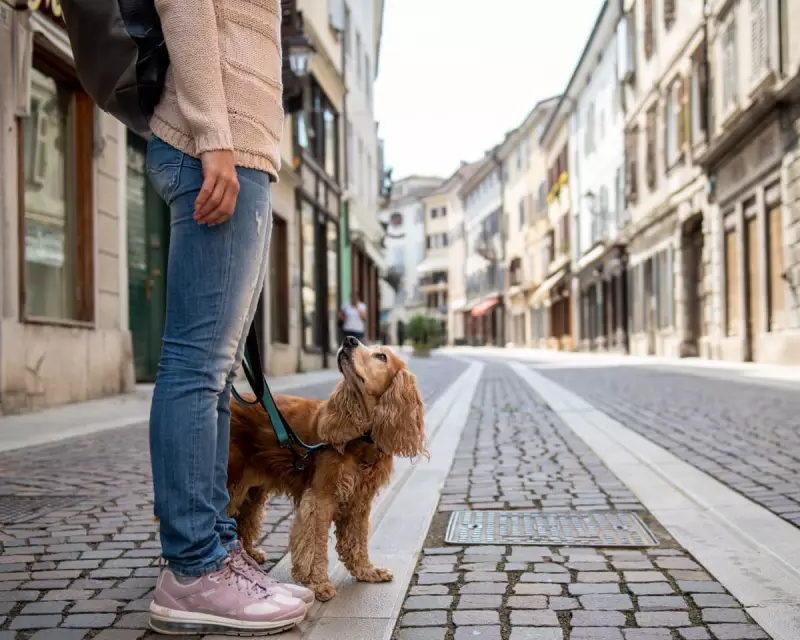 The Great British Dog Debate: When Pet Love Becomes Public Nuisance