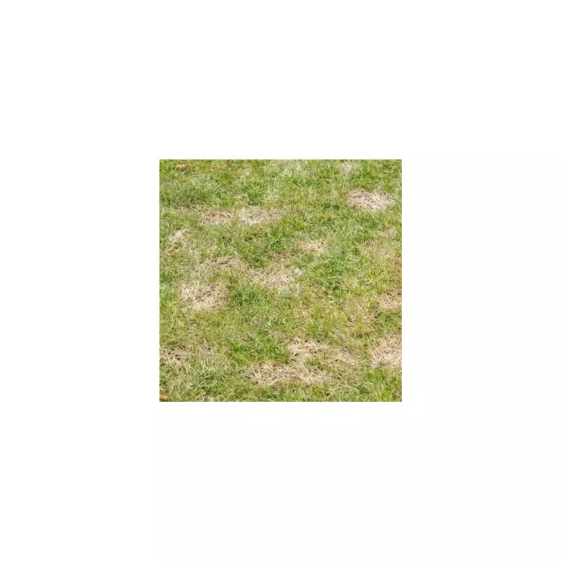 The One Simple Trick for a Perfectly Green Lawn This Autumn