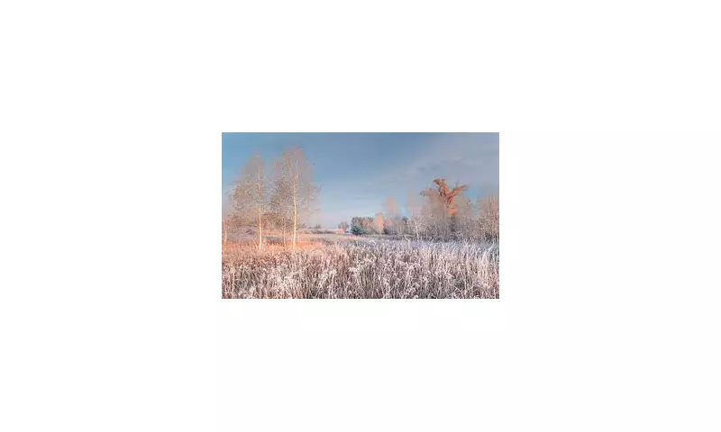 The Science Behind Winter's Magical Scent: Why Cold Air Smells So Good