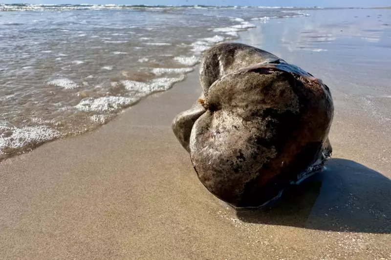 Toxic Alert: Imported Box of Fruits Found Laced with Dangerous Chemicals in Texas