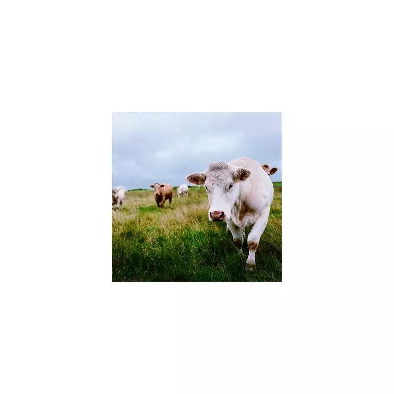 Tragic End for Retired NHS Nurse, 72, Trampled by Cattle on Country Walk