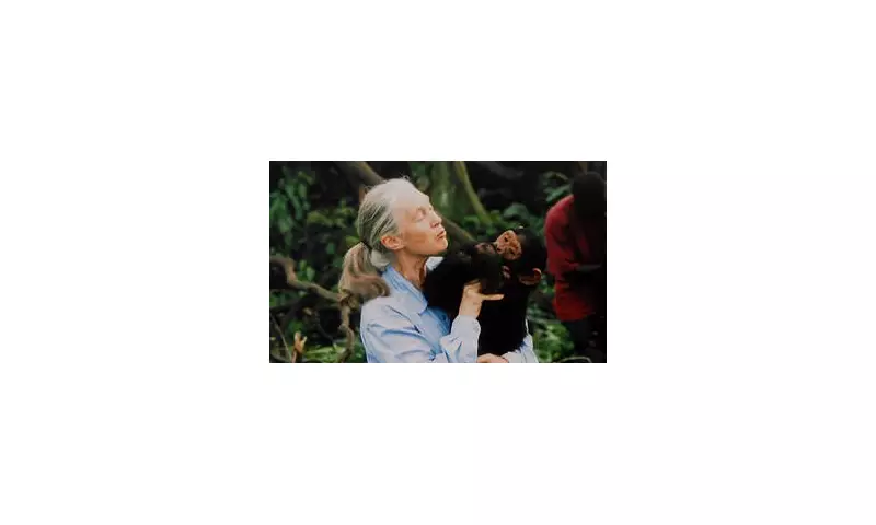 Tragic Final Days of Jane Goodall Revealed: Beloved Primatologist's Peaceful Passing at 91