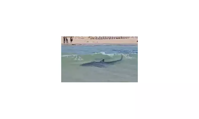 Tragic First: 'Harmless' Shark Species Claims Snorkeler's Life in Scientific Shock