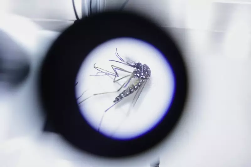 Tropical Disease Alert: Deadly Mosquito Species Could Establish in UK Within Decades
